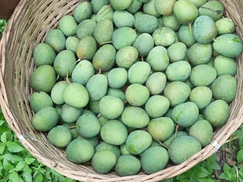 Mangoes (Langra)