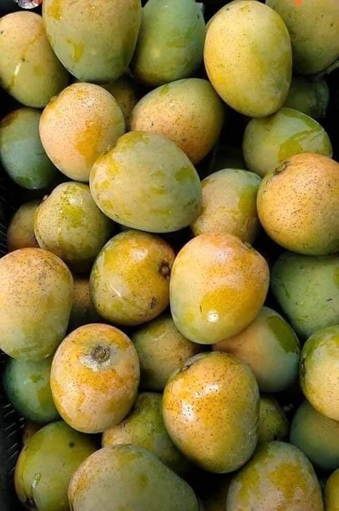 Fresh Mangoes (Himsagar)